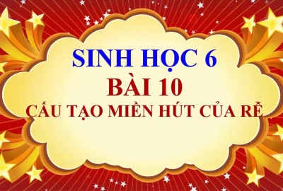 Trắc nghiệm Sinh 6 Bài 10: Cấu tạo miền hút của rễ (Phần 1)