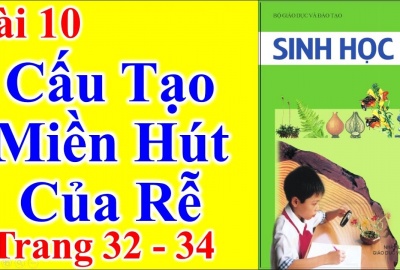 Trắc nghiệm Sinh 6 Bài 10: Cấu tạo miền hút của rễ (Phần 2)