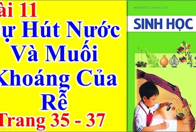 Trắc nghiệm Sinh 6 Bài 11: Sự hút nước và muối khoáng của rễ (Phần 1)