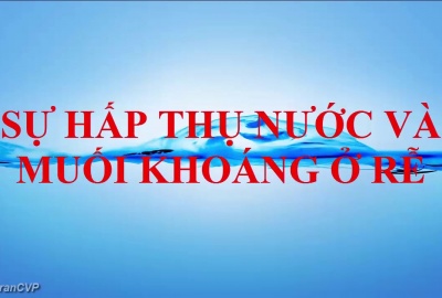 Trắc nghiệm Sinh 6 Bài 11: Sự hút nước và muối khoáng của rễ (Phần 2)