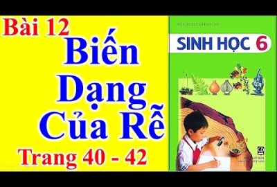 Trắc nghiệm Sinh 6 Bài 12: Biến dạng của rễ (Phần 2)