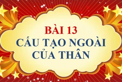 Trắc nghiệm Sinh 6 Bài 13: Cấu tạo ngoài của thân (Phần 1)