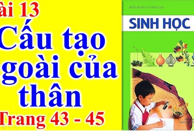 Trắc nghiệm Sinh 6 Bài 13: Cấu tạo ngoài của thân (Phần 2)