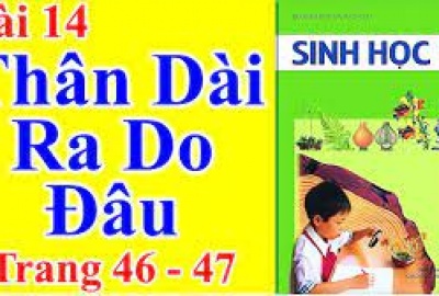Trắc nghiệm Sinh 6 Bài 14: Thân dài ra do đâu ? (Phần 2)