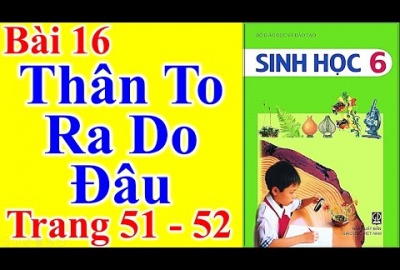 Trắc nghiệm Sinh 6 Bài 16: Thân to ra do đâu? (Phần 2)