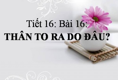 Trắc nghiệm Sinh 6 Bài 16: Thân to ra do đâu? (Phần 1)