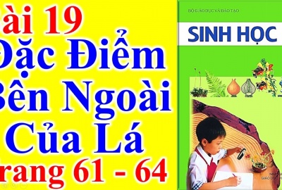 Trắc nghiệm Sinh 6 Bài 19: Đặc điểm ngoài của lá (Phần 1)