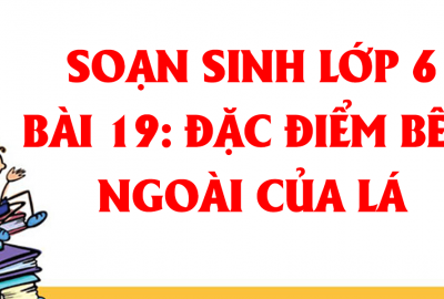 Trắc nghiệm Sinh 6 Bài 19: Đặc điểm ngoài của lá (Phần 2)