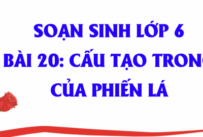 Trắc nghiệm Sinh 6 Bài 20: Cấu tạo trong của phiến lá (Phần 1)