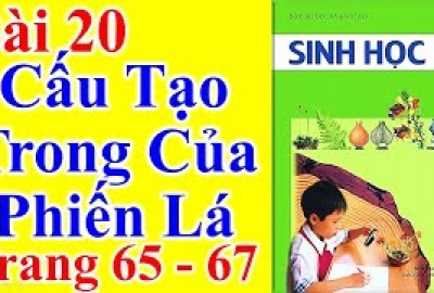 Trắc nghiệm Sinh 6 Bài 20: Cấu tạo trong của phiến lá (Phần 2)
