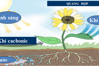 Trắc nghiệm Sinh 6 Bài 22: Ảnh hưởng của các điều kiện bên ngoài đến quang hợp, ý nghĩa của quang hợp (Phần 2)