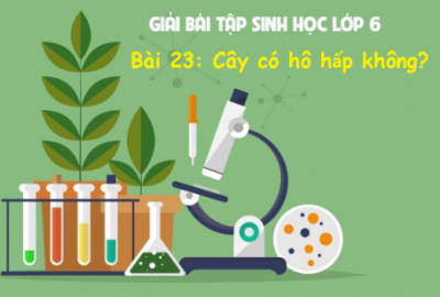 Trắc nghiệm Sinh 6 Bài 23: Cây hô hấp không? (Phần 2)