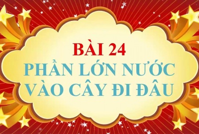 Trắc nghiệm Sinh 6 Bài 24: Phần lớn nước vào cây đi đâu (Phần 2)