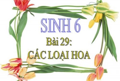 Trắc nghiệm Sinh 6 Bài 29: Các loại hoa (Phần 2)