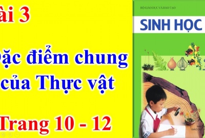 Trắc nghiệm Sinh 6 Bài 3: Đặc điểm chung của thực vật (Phần 1)