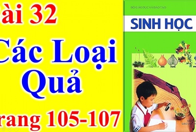 Trắc nghiệm Sinh 6 Bài 32: Các loại quả (Phần 1)