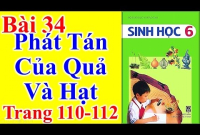 Trắc nghiệm Sinh 6 Bài 34: Phát tán của quả và hạt (Phần 1)