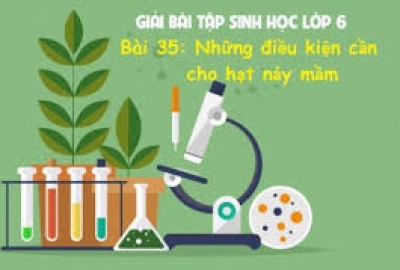 Trắc nghiệm Sinh 6 Bài 35: Những điều kiện cần cho hạt nảy mầm (Phần 1)