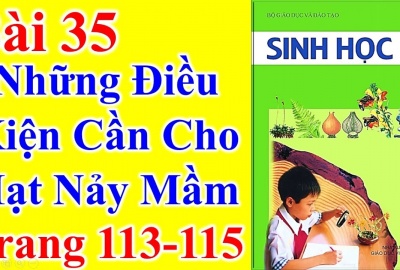 Trắc nghiệm Sinh 6 Bài 35: Những điều kiện cần cho hạt nảy mầm (Phần 2)