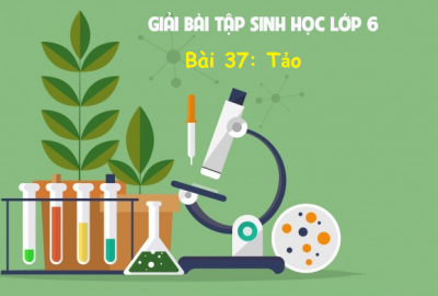 Trắc nghiệm Sinh 6 Bài 37: Tảo (Phần 2)