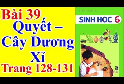 Trắc nghiệm Sinh 6 Bài 39: Quyết - Cây dương xỉ (Phần 2)