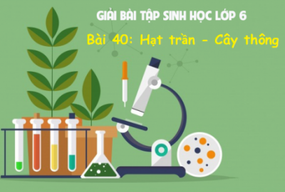 Trắc nghiệm Sinh 6 Bài 40: Hạt trần - Cây thông (Phần 1)