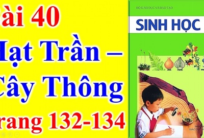 Trắc nghiệm Sinh 6 Bài 40: Hạt trần - Cây thông (Phần 2)