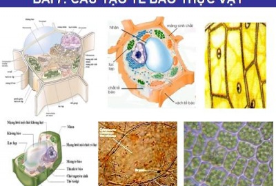 Trắc nghiệm Sinh 6 bài 7: Cấu tạo tế bào thực vật (Phần 1)