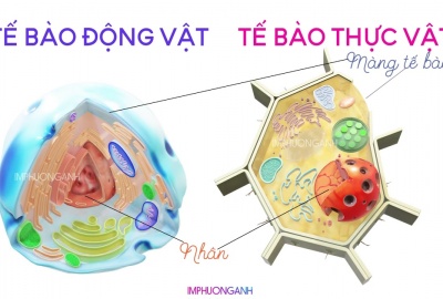 Trắc nghiệm Sinh 6 bài 7: Cấu tạo tế bào thực vật (Phần 2)