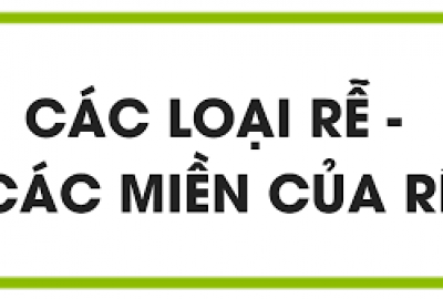 Trắc nghiệm Sinh 6 Bài 9: Các loại rễ, các miền của rễ (Phần 1)